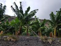 064_La Palma