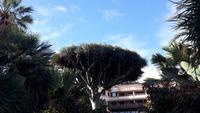 Gran Canaria - Las Palmas (Parque Doramas - Drachenbaum)