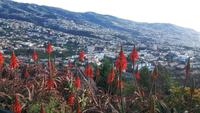 Madeira - Funchal (Ausblick vom Pico dos Barcelos)