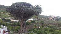 Teneriffa - Icod de los Vinos (Drago Milenario)