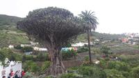 Teneriffa - Icod de los Vinos (Drago Milenario)