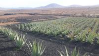 Fuerteventura - Aloe Vera Farm