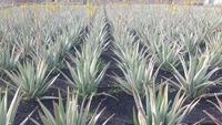 Fuerteventura - Aloe Vera Farm