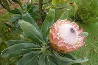 traumhafte Protea
