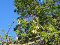 Im Catarina-Park von Funchal