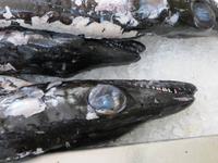 Schwarzer Degenfisch