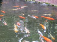 Botanischer Garten Monte Palace