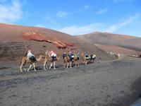 Per Kamel in die Welt der Krater
