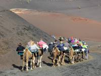 Per Kamel in die Welt der Krater