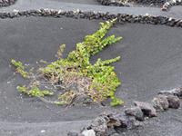 Weinbau auf Lanzarote