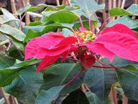 Jameos del Agua auf Lanzarote - Weihnachtsstern