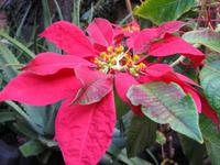 Jameos del Agua auf Lanzarote - Weihnachtsstern