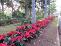 Weihnachtssterne im Botanischen Garten von Santa Cruz