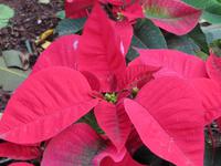 Weihnachtsstern im Botanischen Garten von Santa Cruz