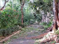 Schäden nach dem Unwetter im Botanischen Garten von Santa Cruz