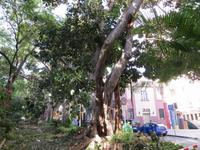 Im Botanischen Garten von Santa Cruz