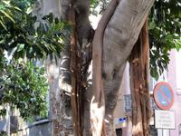 Im Botanischen Garten von Santa Cruz