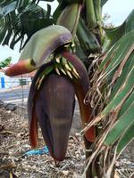 016 Bananenbluete