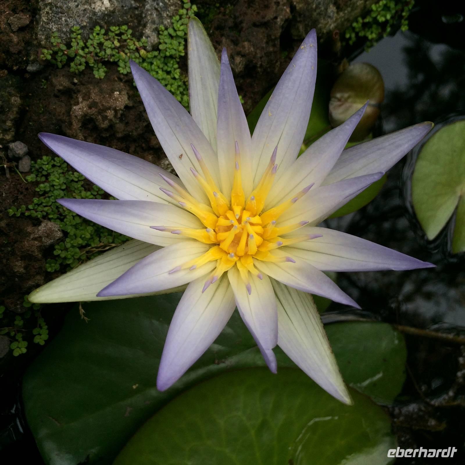 045 Seerose