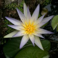 045 Seerose