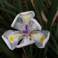 036 Botanischer Garten