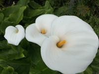 038 Botanischer Garten (2)