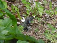 Jardin Botanico - Teneriffa