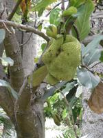 Jardin Botanico - Teneriffa