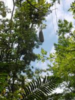 Jardin Botanico - Teneriffa