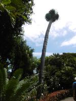 Jardin Botanico - Teneriffa