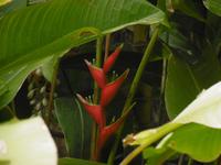 Jardin Botanico - Teneriffa