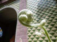 Jardin Botanico - Teneriffa