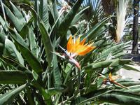 Santa Cruz - Teneriffa