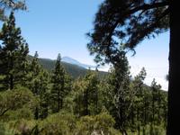 Esperanzawald - Teneriffa