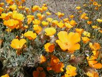 Esperanzawald - Teneriffa