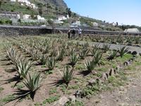 Jeep Safari - La Gomera