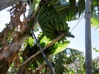 Jeep Safari - La Gomera