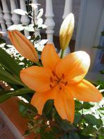 Jeep Safari - La Gomera