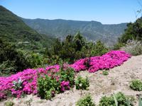 Jeep Safari - La Gomera