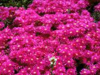 Jeep Safari - La Gomera