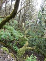 Anaga Gebirge - Teneriffa