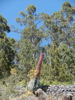 Vilaflor - Teneriffa