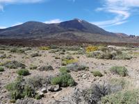 Nationalpark Teide - Teneriffa