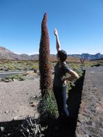 Nationalpark Teide - Teneriffa