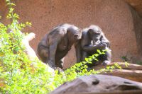 42 Schimpansen im Loro Park