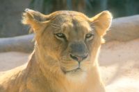 47 Löwen im Loro Park