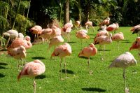 50 Flamingos im Loro Park