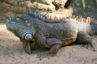 52 Iguana im Loro Park