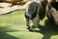 54 Ameisenbär im Loro Park