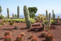 71 Kakteen in Güimar